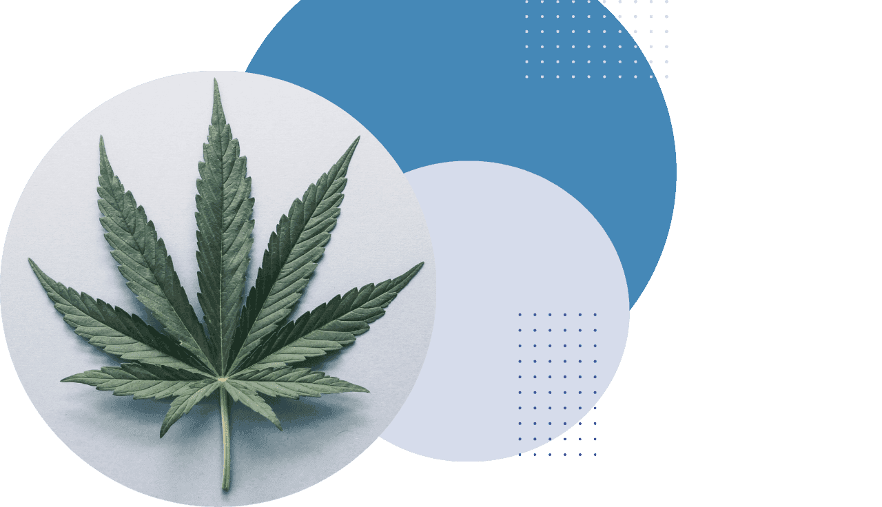 grünes Cannabis Blatt auf blauen Kreisen